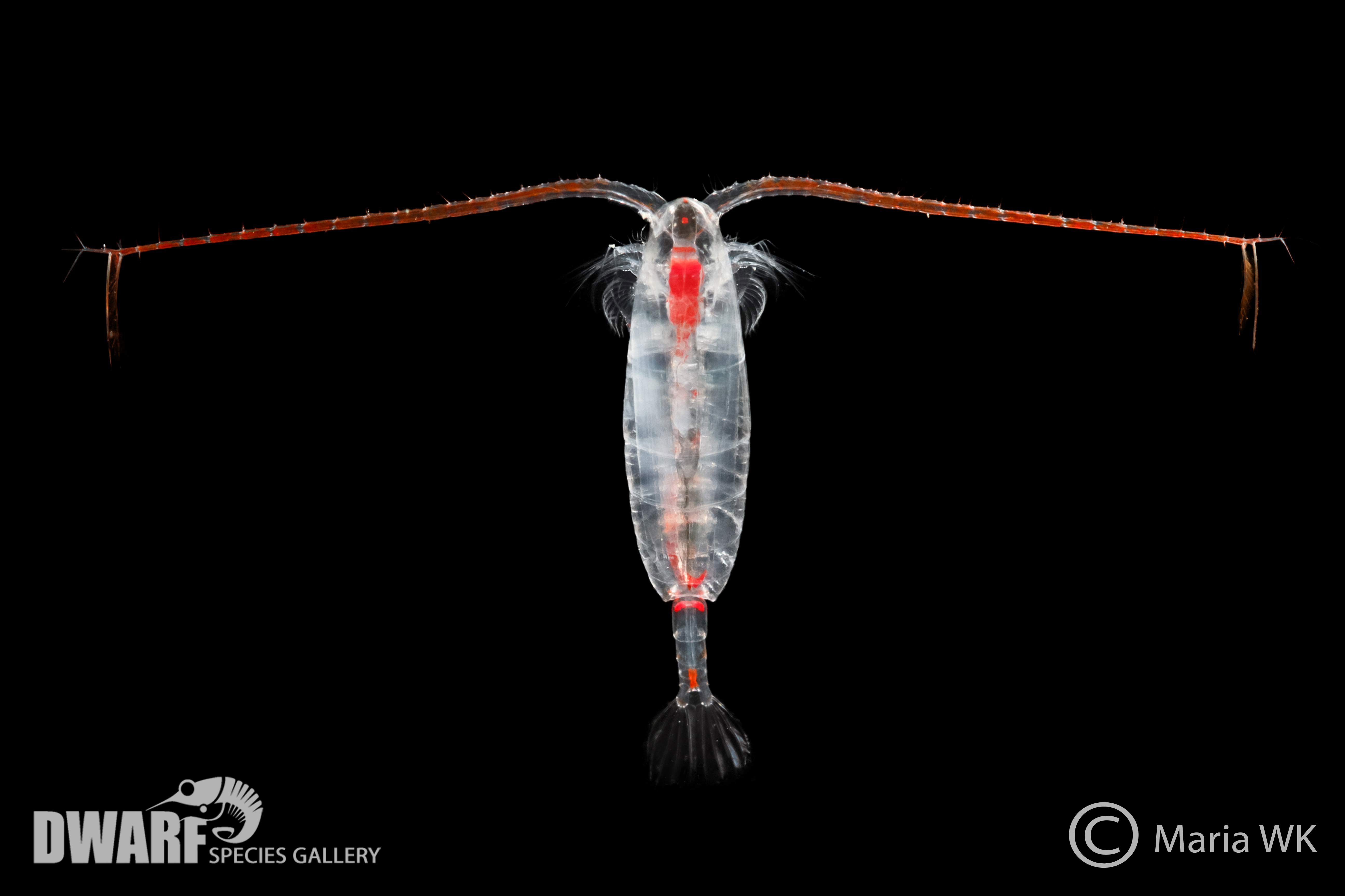 Zooplankton, crustacea, Calanus hyperboreus