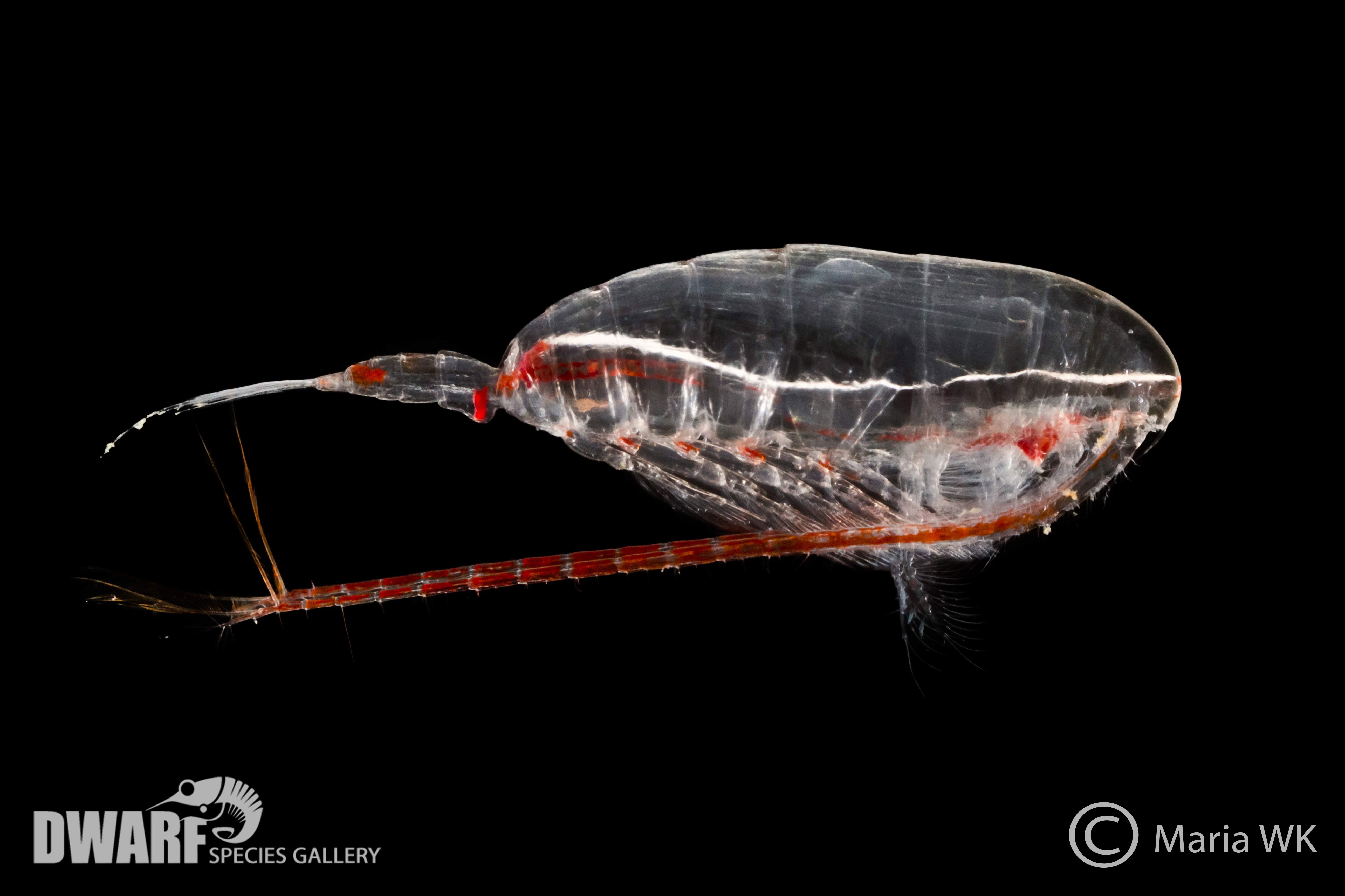 Zooplankton, crustacea, Calanus hyperboreus