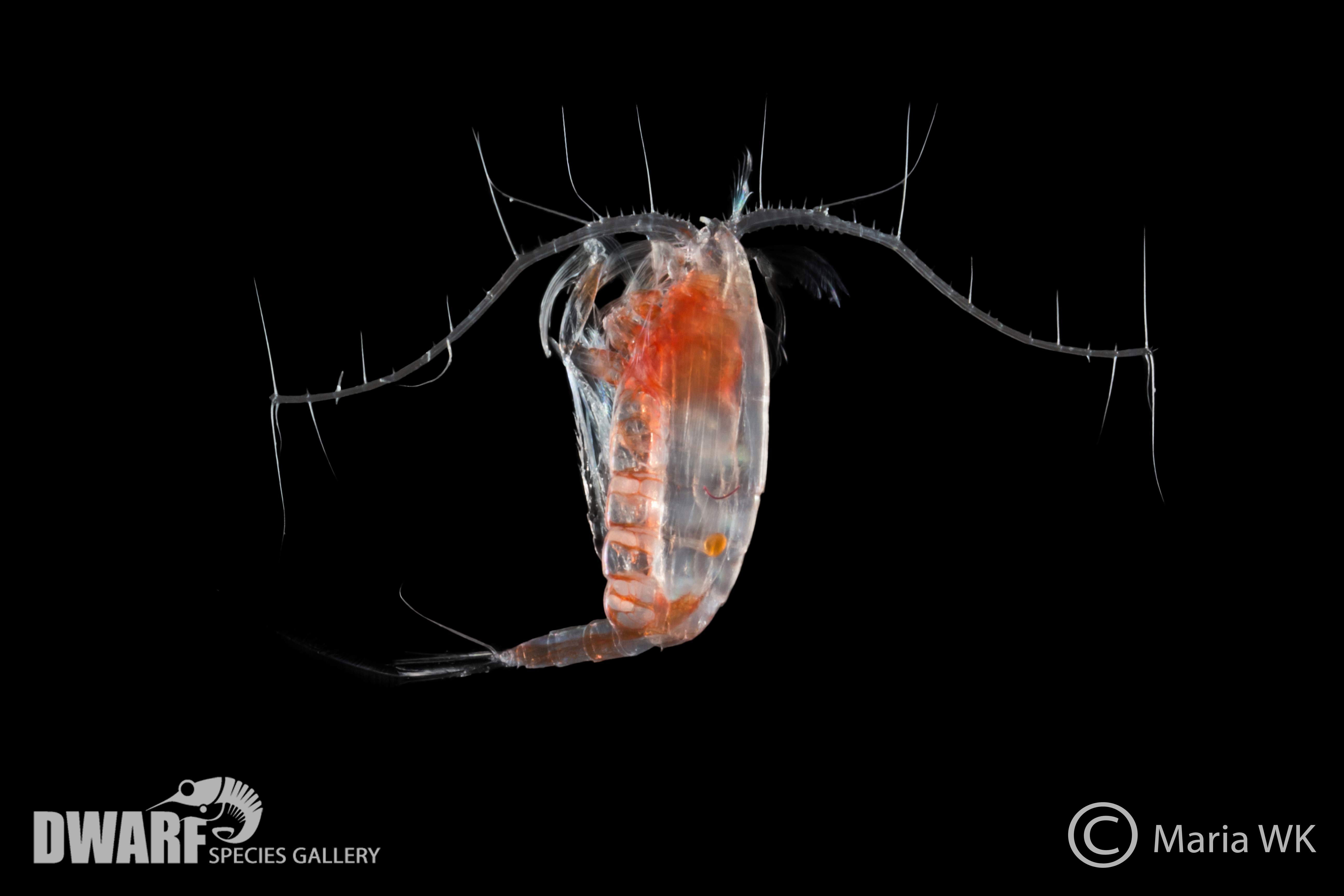 Zooplankton, crustacea, Paraeuchaeta sp. 