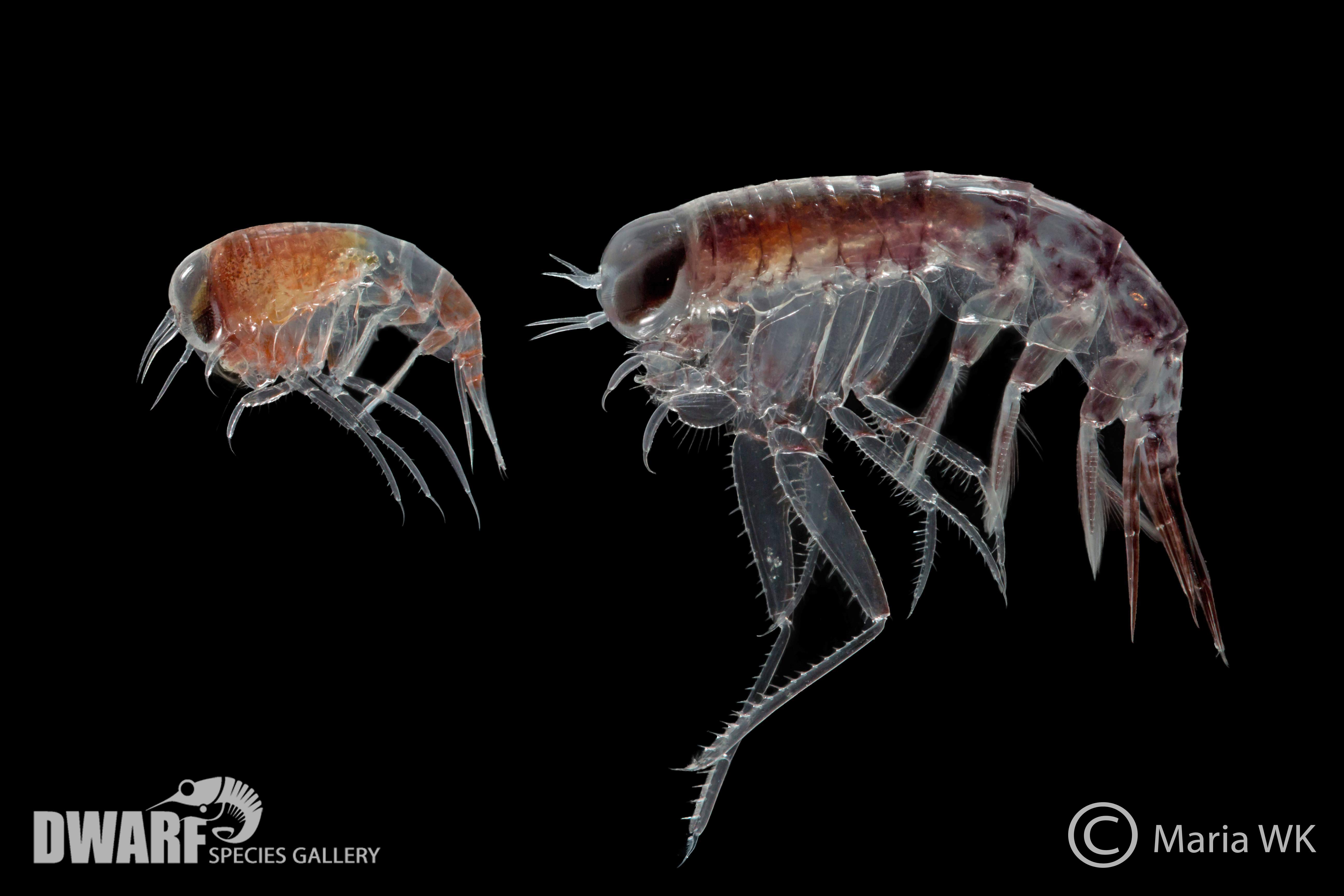 Zooplankton, crustacea, Themisto abyssorum & Themisto libellua