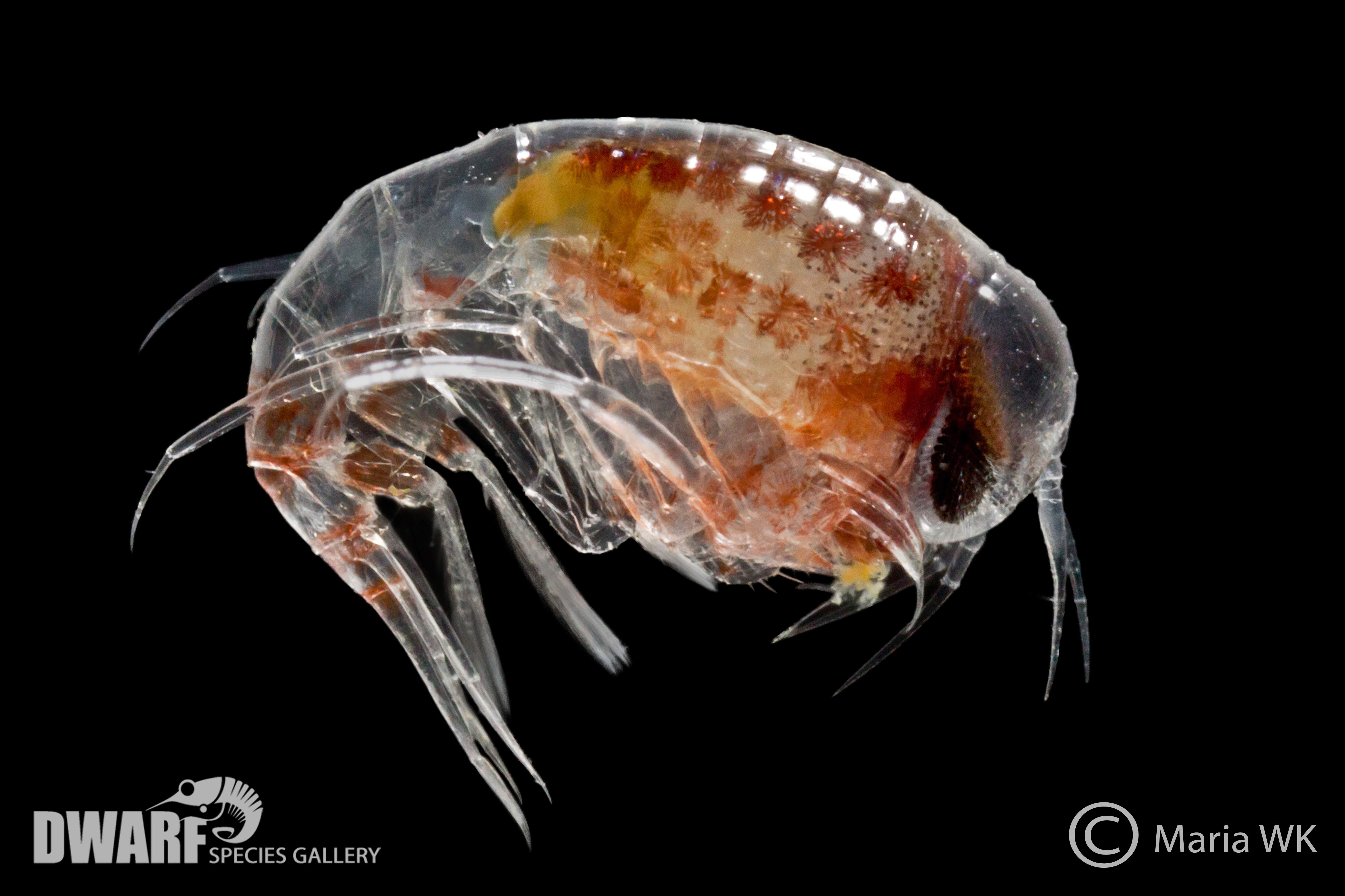 Zooplankton, crustacea, Themisto abyssorum