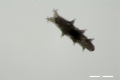 MG_image0005