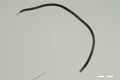 MG_image0009